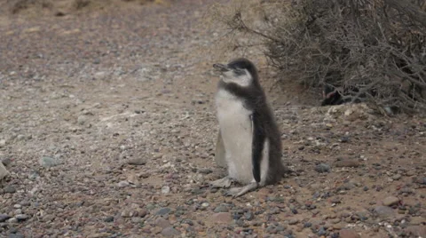 A close-up of a Magellanic penguin chick at Punta Tombo Stock Footage 63296176