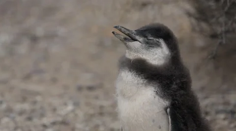 A close-up of a Magellanic penguin chick at Punta Tombo 動画素材 63296255