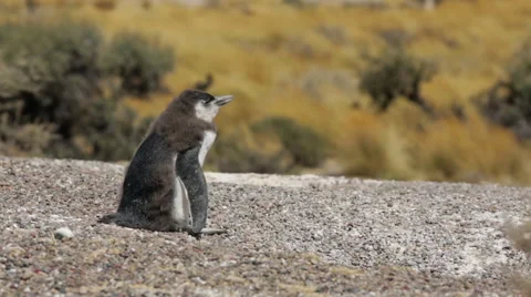 A close-up of a Magellanic penguin chick at Punta Tombo Stock Footage 63353239