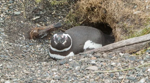 Close-up of a Magellanic Penguin at its Nest in South American Nature Stock Footage 55202355