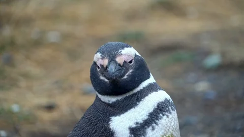 Close up of Magellanic Penguin looking around Stock Footage 109508881