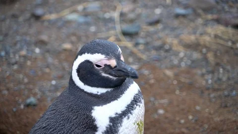Close up of Magellanic Penguin looking around Видео 109508898