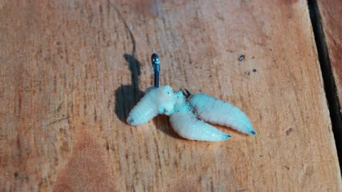 A close-up of maggots on a fishing hook Stock Footage 207724150