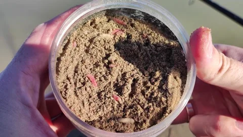 Close Up. Maggots Of Fly. Worms In Box Video 스톡 동영상 291266865