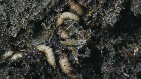 Close up of maggots in manure or fertilizer, larvas crawl in feces or faeces Видео 102833002