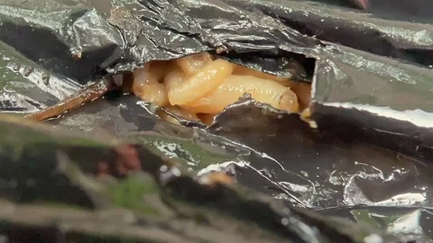 Close up of maggots moving inside organic waste 스톡 동영상 346554799
