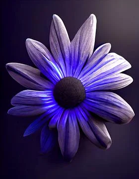 Close up of magic blue, African Daisy on floor. 3d render. Soft light on top. Stock Illustration