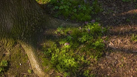 Close-up of a magic tree roots Video stock 80795225