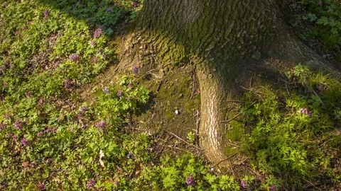 Close-up of a magic tree roots Vídeo Stock 80795367
