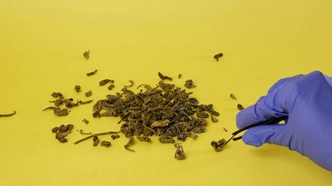 Close up magnifying glass in hand examines green tea leaf. Premium tea segment Stock Footage 125635261
