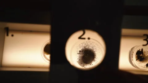 Close up magnifying glass using at numbered fossil specimens under glass Stock Footage 245635394