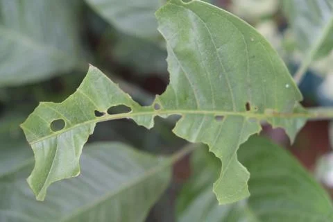 Close up of Magnolia Alba or Champaca leaves bitten by caterpillar. Stock Photos
