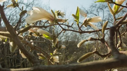 Close-up of magnolia flowers in a spring forest Vídeos de archivo 80748624