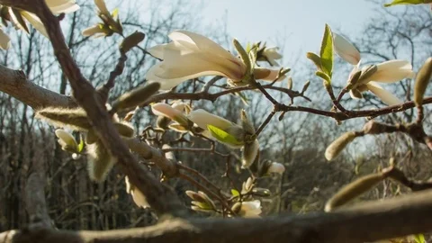 Close-up of magnolia flowers in a spring forest 스톡 동영상 80748637
