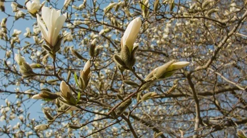 Close-up of magnolia flowers in a spring forest Stock-Footage 80748753