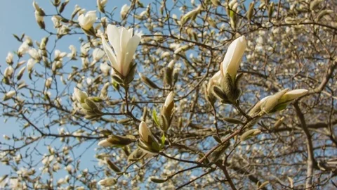Close-up of magnolia flowers in a spring forest 動画素材 80750818