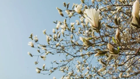 Close-up of magnolia flowers in a spring forest 動画素材 80750932
