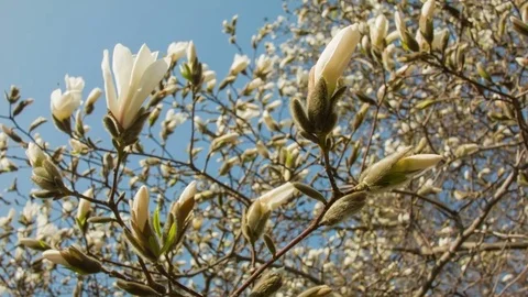 Close-up of magnolia flowers in a spring forest Video stock 80754810