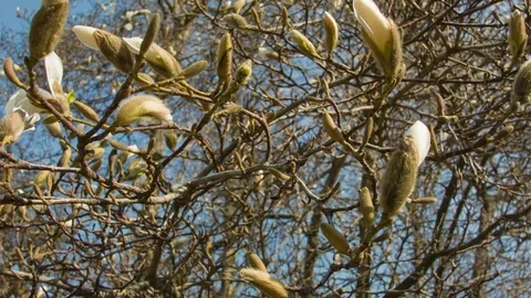 Close-up of magnolia flowers in a spring forest Video stock 80755035