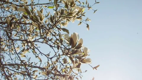 Close-up of magnolia flowers in a spring forest Vídeos de archivo 80757364