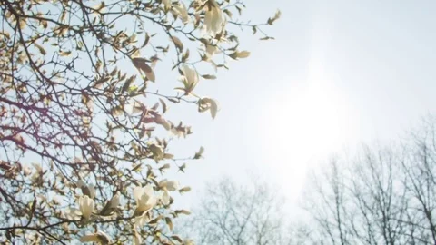 Close-up of magnolia flowers in a spring forest 스톡 동영상 80757469