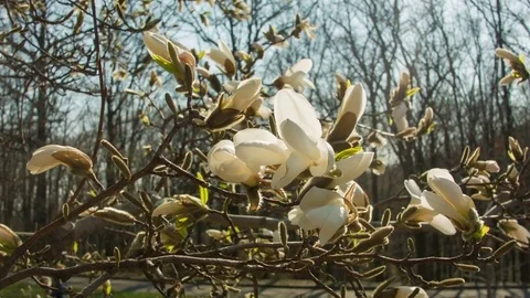 Close-up of magnolia flowers in a spring forest Stockbeeldmateriaal 80757606