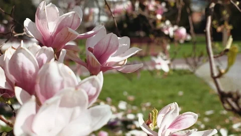 Close up of magnolia tree. 4K resolution trucking shot. Shallow depth of field. Stock Footage 107986698