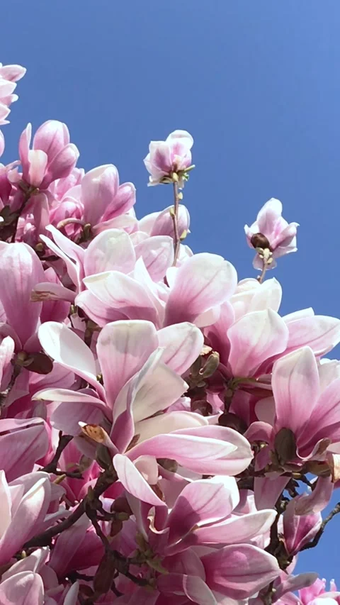 Close up of the Magnolia tree during spring blossoming  Stock Footage 268745696