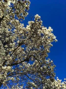 Close up of Magnolia tree in spring Foto stock