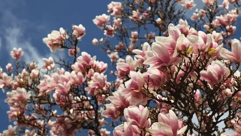 Close up of magnolia tree, view up to the sky. 4K resolution. Stock Footage 107987648