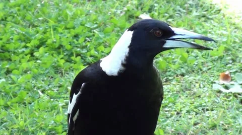 UP CLOSE WITH A MAGPIE BIRD Stock Footage 8719026