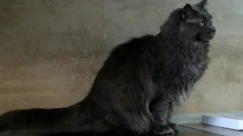 Close-up of a Maine Coon cat from the side. Vídeos de archivo 241827074