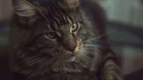 Close up of Maine coon Stock Footage 159357126