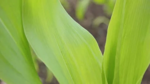 Close up maize plant Video stock 11384755