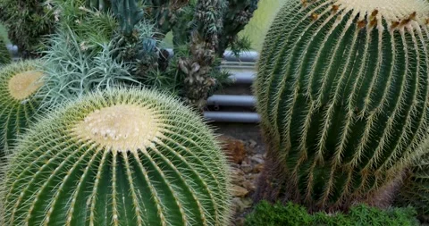 Close-Up of a Majestic Cactus Stock Footage 285236348