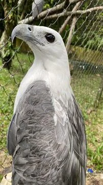 Close-up of majestic eagle Stock Photos