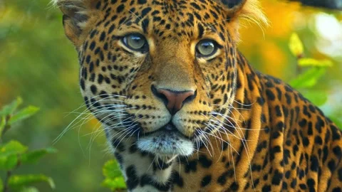 Close-up majestic leopard face looking intently with green eyes, wild animal in Stock Footage 340861965