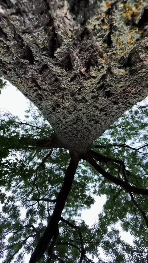 Close-Up of a Majestic Tree Trunk Stock Footage 303168454