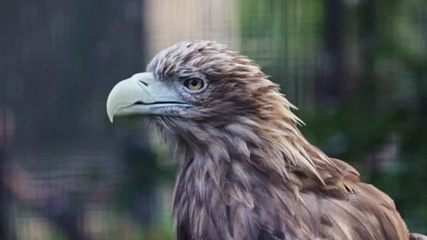 Close-up of Majestic White-tailed Eagle. Haliaeetus albicilla Stockbeeldmateriaal 319446703