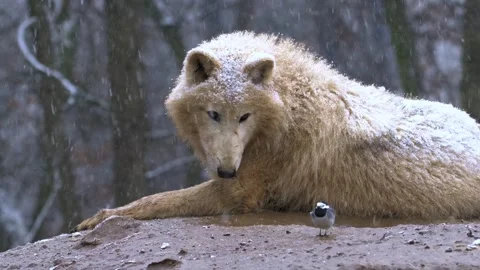 Close up of a majestic white wolf lying down in falling snow, a tiny bird sits Stock Footage 340861134