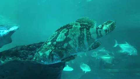 Close-up of a Malabar grouper displaying distinctive mottled patterns and t.. Stock Footage 336740382