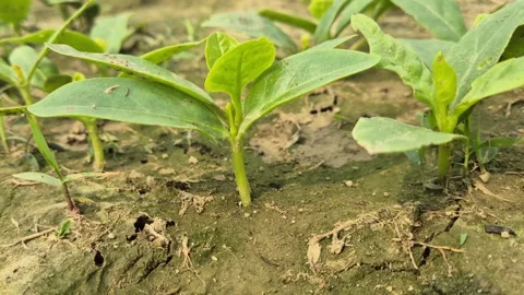 Close Up Of Malabar Spinach Seedlings Sprouting From Wet Soil Bangladesh Stock Footage 339640606
