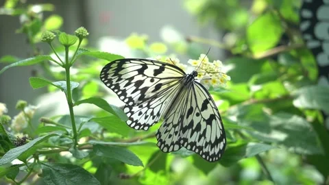 A close-up of a Malabar Tree Nymph Butterfly on a yellow flower Stock Footage 255893339