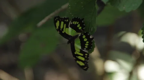 Close up of Malachite Butterfly flapping its wings on leaf in jungle sett Stock Footage 59674576