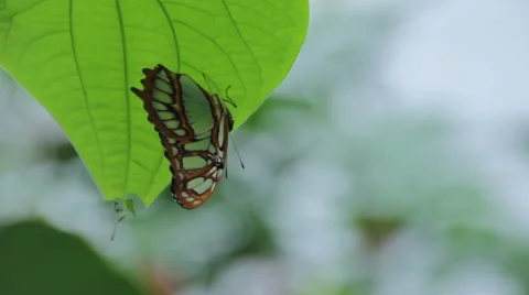 Close up of Malachite Butterfly resting on leaf Stock Footage 59674205