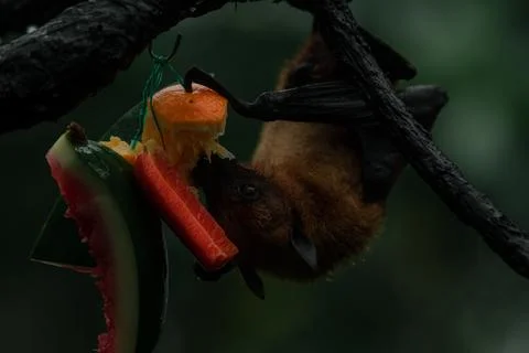 Close up malayan flying fox eating fruit Stock Photos