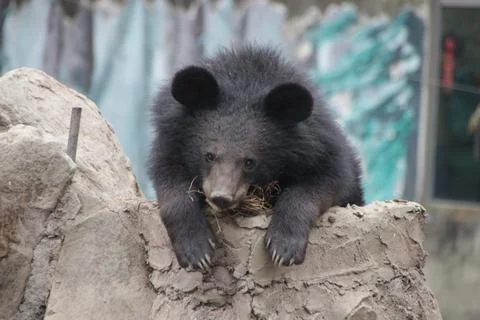Close up Malayan  Sun Bear Foto stock