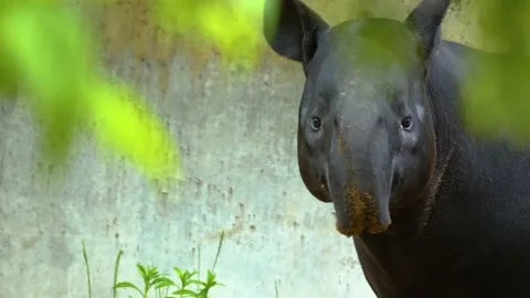 Close up of malayan tapir Stock Footage 139223252