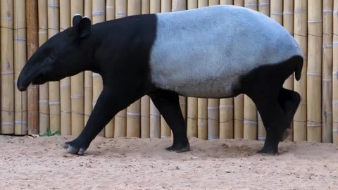 Close up of an malayan tapir Stock Footage 309329752