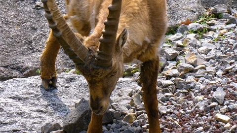 Close up of male alpine ibex drinking water Stock Footage 108940325